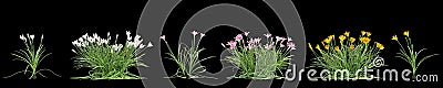 3d illustration of set Zephyranthes bush isolated on black baclground Cartoon Illustration