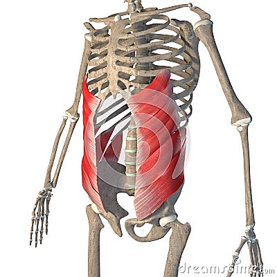 3d illustration of the abdominal external oblique muscle on a white background Cartoon Illustration