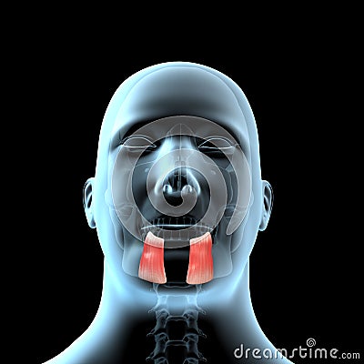 3d illustration of the depressor anguli oris muscles anatomical position on xray body Cartoon Illustration