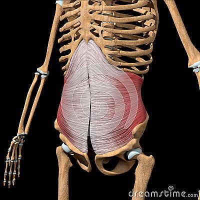 Human transverse abdominal muscles on skeleton Cartoon Illustration