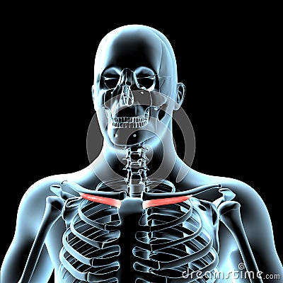 3d illustration of the subclavius muscles anatomical position on xray body Cartoon Illustration