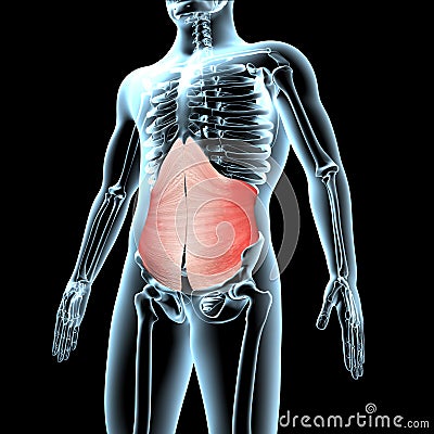 3d illustration of the transverse abdominis muscles anatomical position on xray body Cartoon Illustration