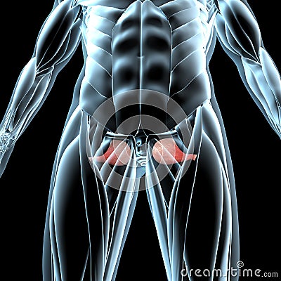 3d illustration of the obturator externus muscles on xray musculature Cartoon Illustration