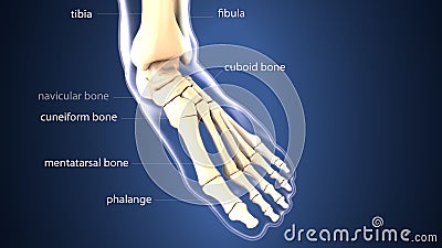 3d illustration of skeleton foot bone anatomy Stock Photo