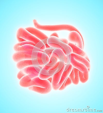 3D illustration of Small Intestine. Cartoon Illustration