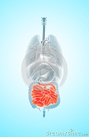 3D illustration of Small Intestine. Cartoon Illustration