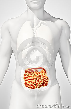 3D illustration of Small Intestine. Cartoon Illustration