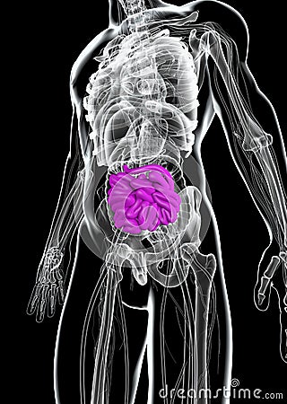 3D illustration of Small Intestine. Cartoon Illustration