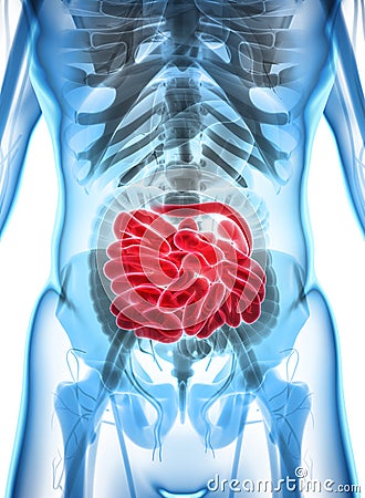 3D illustration of Small Intestine. Cartoon Illustration