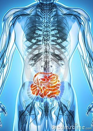 3D illustration of Small Intestine. Cartoon Illustration