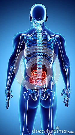 3D illustration of Small Intestine. Cartoon Illustration