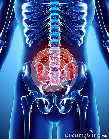 3D illustration of Small Intestine. Cartoon Illustration