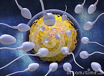 Sperm and egg. Cartoon Illustration