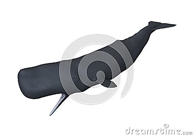 3D Rendering Sperm Whale or Cachalot on White Stock Photo