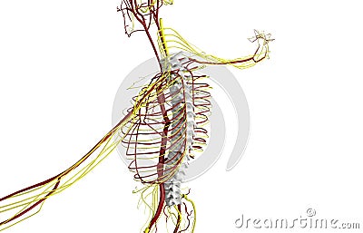 3D illustration of Spine, medical concept Cartoon Illustration