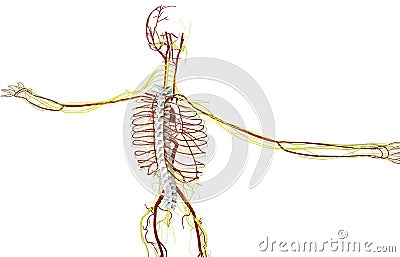 3D illustration of Spine, medical concept Cartoon Illustration