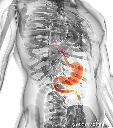 3D illustration of Stomach. Cartoon Illustration