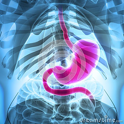 3D illustration of Stomach. Cartoon Illustration