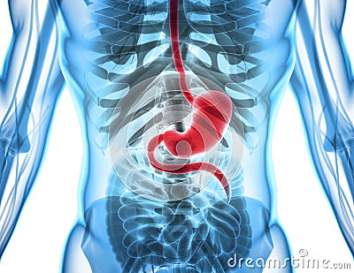 3D illustration of Stomach. Cartoon Illustration