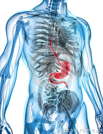 3D illustration of Stomach. Cartoon Illustration