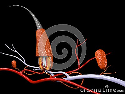 3d illustration structure of the hair, isolated black Cartoon Illustration