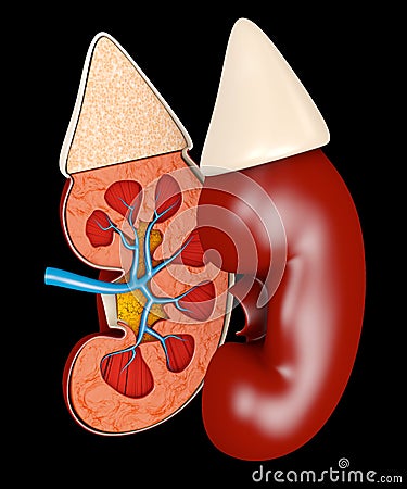 3d illustration of Structure of the kidney medical. Science medical educational material Cartoon Illustration