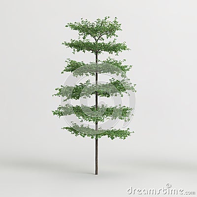 3d illustration of terminalia mantaly tree isolated on white background Cartoon Illustration