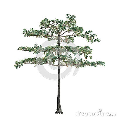 3d illustration of terminalia var tree isolated on white background Cartoon Illustration