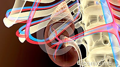3D illustration of Urinary System Kidney organic - Part of Human Organic. Stock Photo