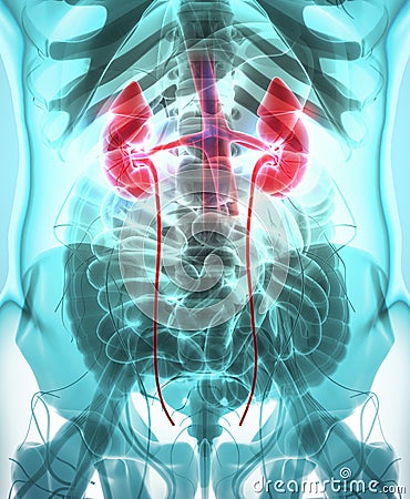 3D illustration of Urinary System, medical concept. Cartoon Illustration