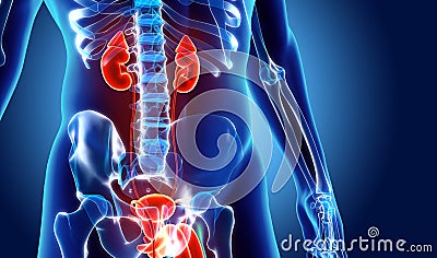 3D illustration of Urinary System, medical concept. Cartoon Illustration