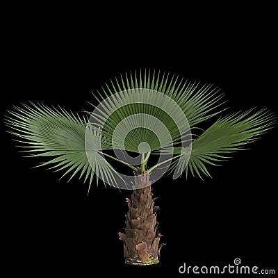 3d illustration of washingtonia filifera palm isolated on black background Cartoon Illustration