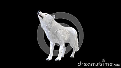 3d Illustration white wolf isolate on dark background, arctic wolf Stock Photo