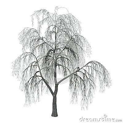 3D Illustration Willow on White Stock Photo