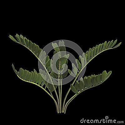 3d illustration of zamia furfuracea plant isolated on black background Cartoon Illustration