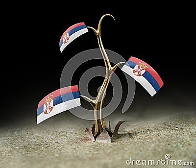 3d sprout with Serbian flag on black Stock Photo