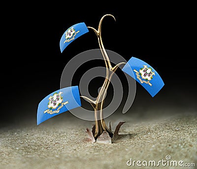 3d sprout with Connecticut flag on black Stock Photo