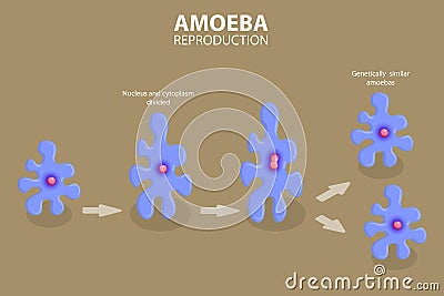 3D Isometric Flat Vector Conceptual Illustration of Amoeba Reproduction Vector Illustration