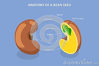 3D Isometric Flat Vector Conceptual Illustration of Anatomy Of A Bean Seed Vector Illustration