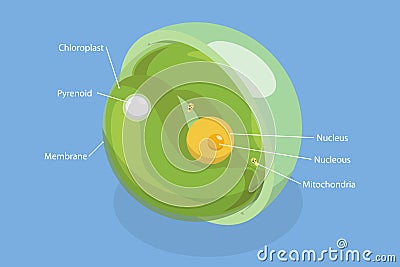 3D Isometric Flat Vector Conceptual Illustration of Chlorella Vector Illustration