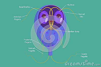 3D Isometric Flat Vector Conceptual Illustration of Giardia Lamblia Vector Illustration