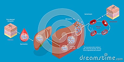 3D Isometric Flat Vector Conceptual Illustration of Life Cycle Of A Malaria Parasite Vector Illustration