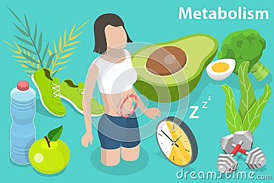 3D Isometric Flat Vector Conceptual Illustration of Metabolism of Human Body. Vector Illustration