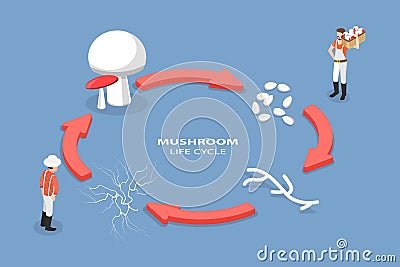 3D Isometric Flat Vector Conceptual Illustration of Mushroom Life Cycle Vector Illustration