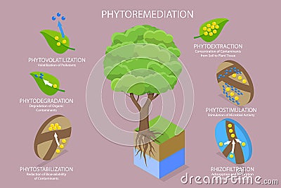 3D Isometric Flat Vector Conceptual Illustration of Phytoremediation Vector Illustration