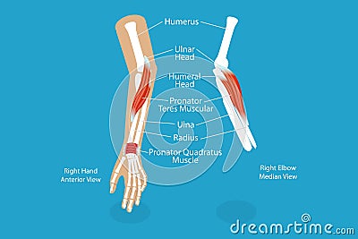 3D Isometric Flat Vector Conceptual Illustration of Pronator Teres Muscle Vector Illustration