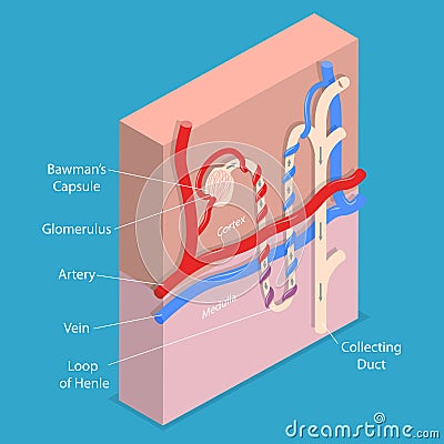 3D Isometric Flat Vector Conceptual Illustration of Structure Nephron of the Kidney Vector Illustration