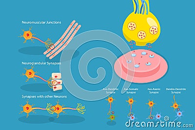 3D Isometric Flat Vector Conceptual Illustration of Synapse Vector Illustration