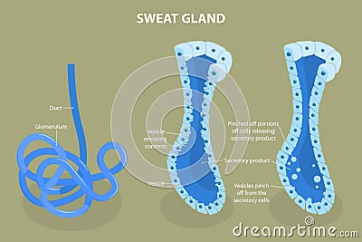 3D Isometric Flat Vector Illustration of Sweat Gland Vector Illustration