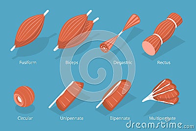 3D Isometric Flat Vector Set of Skeletal Fiber Muscle Vector Illustration